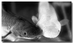 See the display of live lungfish at Gayndah Museum