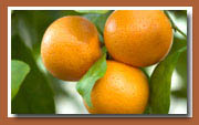 Gaydah is a major citrus growing area in the North Burnett region of Queensland